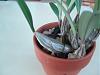 Dendrobium aggregatum leaf problems-p7170004-640x480-jpg