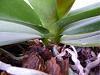 Phalaenopsis - Brown mark in stem &amp; Yellow mark in leaf-brown_spot_in_stem2-jpg