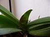 Phalaenopsis - Brown mark in stem &amp; Yellow mark in leaf-back_of_new_leaf-jpg
