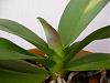 Phalaenopsis - Brown mark in stem &amp; Yellow mark in leaf-brown_spot_-_new_leaf-jpg