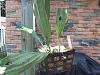 Weekend nursery Orchid Haul + Newly repotted Stanhopea wardii-100_3758-jpg