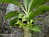 Catasetum Macrocarpum (Female Flowers)-macro3-jpg