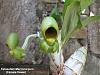 Catasetum Macrocarpum (Female Flowers)-macro4-jpg