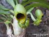 Catasetum Macrocarpum (Female Flowers)-macro5-jpg
