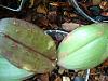 Phal. leaves with blotches one them. Bacterial?-dsc03831-jpg