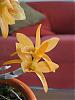 Dendrobium Nobile ?-dendrobium-closeup-flower-jpg-jpg