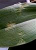 Phalaenopsis leaf disease - thinning, veinging and clearing?-photo-jpg