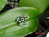 Poison Arrow Frogs &amp; Orchids-3824080636_1158eba84e_m-jpg