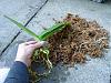 Roots on repotted big-box orchid-p1030528-jpg