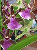 Zygopetalum 'Louisendorf'? how to care for it?-zygopetalum-louisendorf-jpg