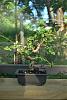 bonsai thread!-dsc_1176-medium-jpg