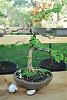 bonsai thread!-dsc_1177-medium-jpg