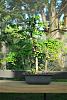 bonsai thread!-dsc_1179-medium-jpg