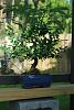 bonsai thread!-dsc_1181-medium-jpg