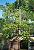 bonsai thread!-dsc_1182-medium-jpg