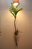 Roots shrink/dry out on Vanda hybrid (strap leaf type)-img_4334-jpg