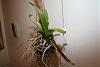 Roots shrink/dry out on Vanda hybrid (strap leaf type)-img_4338-jpg