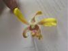 Can you name this honey-scented Dendrobium?-0823091657-jpg