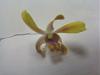 Can you name this honey-scented Dendrobium?-0823091658-jpg