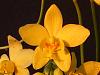 Everblooming Orchids! Yeah!!-dscf0101-jpg