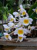 Dendrobium farmeri-dscn0346-jpg