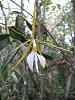Epidendrum nocturmum-img_5101-medium-jpg