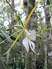 Epidendrum nocturmum-img_5100-medium-jpg
