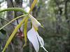 Epidendrum nocturmum-img_5106-medium-jpg