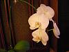 Phal. Sogo Yukidian 'V3': to buy or not?-phal4-jpg