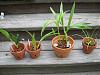 Four new orchids-plants-jpg
