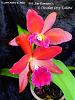Pot. San Damiano x C. Chocolate Drop 'Kodama' : super fragrant!-pot-san-damiano-chocolate-drop-kodama-2-copyright-jpg