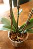 What to do with Doritaenopsis with terminal spike-img_4496-jpg