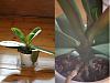 Repotting when a flower spike is forming?-orchid-jpg