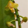 Pomatocalpa spicata and Robiquetia succisa blooms-robiquetia-succisa-jpg