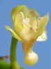 Pomatocalpa spicata and Robiquetia succisa blooms-rbta-succisa-clsup-flower-jpg