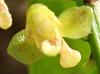 Pomatocalpa spicata and Robiquetia succisa blooms-rbta-flower-3-jpg