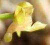 Pomatocalpa spicata and Robiquetia succisa blooms-rbta-succisa-jpg