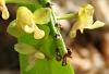 Pomatocalpa spicata and Robiquetia succisa blooms-robiquetia-succisa-clsup-3-jpg