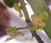 Pomatocalpa spicata and Robiquetia succisa blooms-rbta-succisa-thru-magnifier-jpg