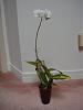 Dendrobium with leaves turning yellow and falling off-dsc01198-jpg
