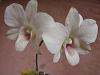 Dendrobium with leaves turning yellow and falling off-dsc01206-jpg