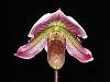 A couple of Paph. fairrie crosses.-img_1814-jpg