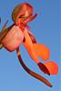 Habenaria rhodocheila (orange)-hab-rhodo-rt-jpg