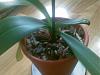 Please help! Repotted Orchid Root Going Black-image002-jpg