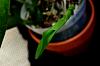 New Cattleya Leaves Distorted-orchid-photos-965-jpg