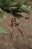 Bulbophyllum Doris Dukes (Bulbophyllum fascinator x Bulbophyllum rothschildianum)-img_3323-jpg