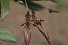 Bulbophyllum Doris Dukes (Bulbophyllum fascinator x Bulbophyllum rothschildianum)-img_3324-jpg