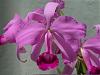Cattleya lawrenceana-lawr-ob-jpg