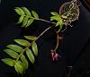 Dendrobium Cross-den-victoria-reginae-plant-jpg