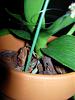 Help! What's wrong with my phal?!-dscn0455-jpg